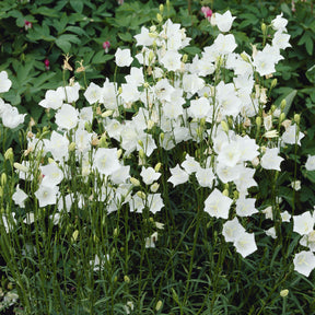 Campanule à feuilles de pêcher Alba - Willemse
