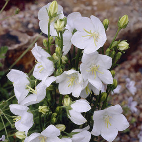 Vente Campanule à feuilles de pêcher Alba - Campanula persicifolia Alba