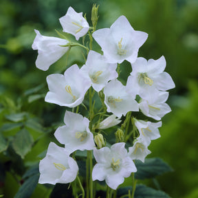 Campanula persicifolia Alba - Campanule à feuilles de pêcher Alba - Campanule