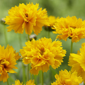 Coreopsis à grandes fleurs Early Sunrise - Willemse