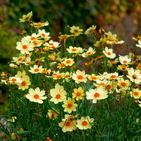 Coreopsis Full Moon - Coreopsis Full Moon - Willemse