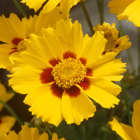 Coréopsis lancéolée Sterntaler - Coreopsis lanceolata Sterntaler - Willemse