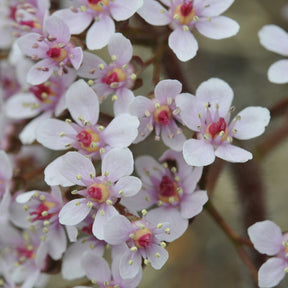 Darmera peltata - Saxifrage pelté - Plantes de berges