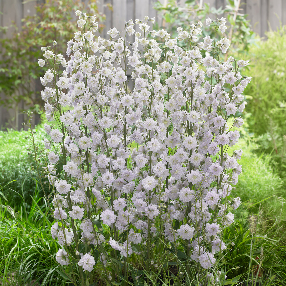 Grand delphinium Highlander Cha-Cha
