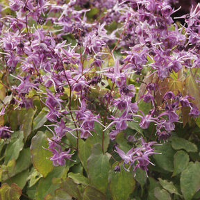Epimedium - Epimedium à grandes fleurs Lilafee - Epimedium grandiflorum Lilafee