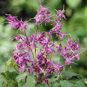 Epimedium grandiflorum Lilafee - Epimedium à grandes fleurs Lilafee - Epimedium