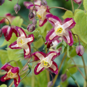 Epimedium rouge - Willemse