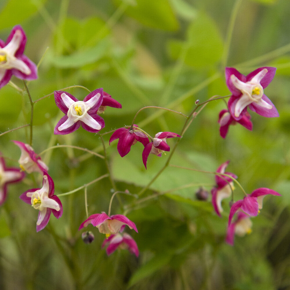Vente Epimedium rouge