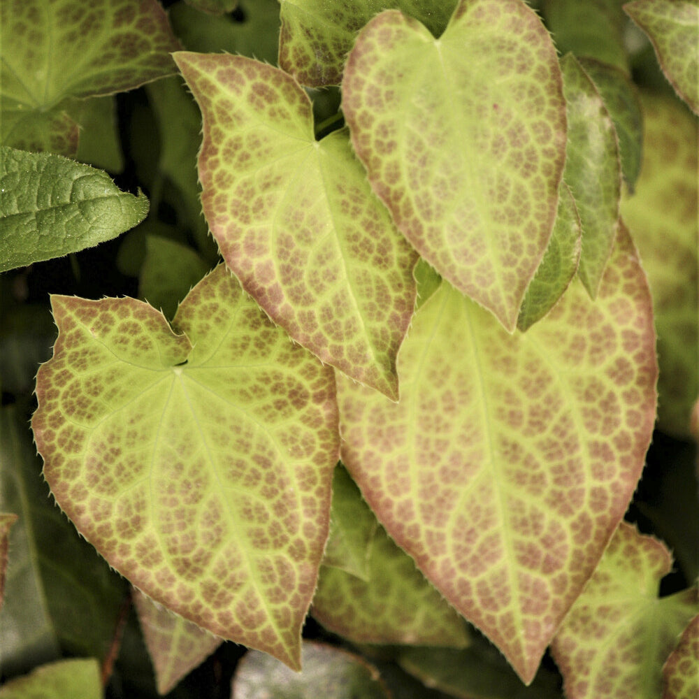 Vente Epimedium rouge - Epimedium rubrum