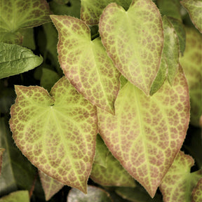 Vente Epimedium rouge - Epimedium rubrum