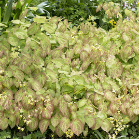 Epimedium - Epimedium Sulphureum - Epimedium versicolor Sulphureum