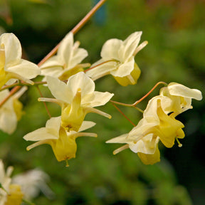 Epimedium versicolor Sulphureum - Epimedium Sulphureum - Epimedium