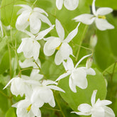 Epimedium Niveum - Willemse