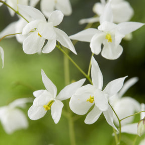Epimedium youngianum Niveum - Epimedium Niveum - Epimedium