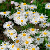 Vergerette Sommerneuschnee - Erigeron - Willemse