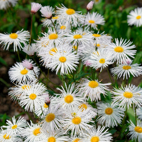 Vergerette Sommerneuschnee - Erigeron - Willemse