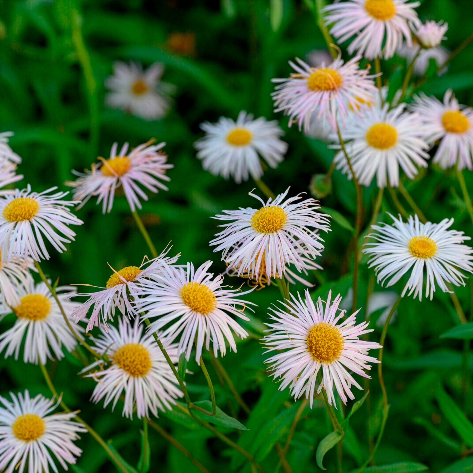 Erigeron - Vergerette Sommerneuschnee - Erigeron - Erigeron Sommerneuschnee