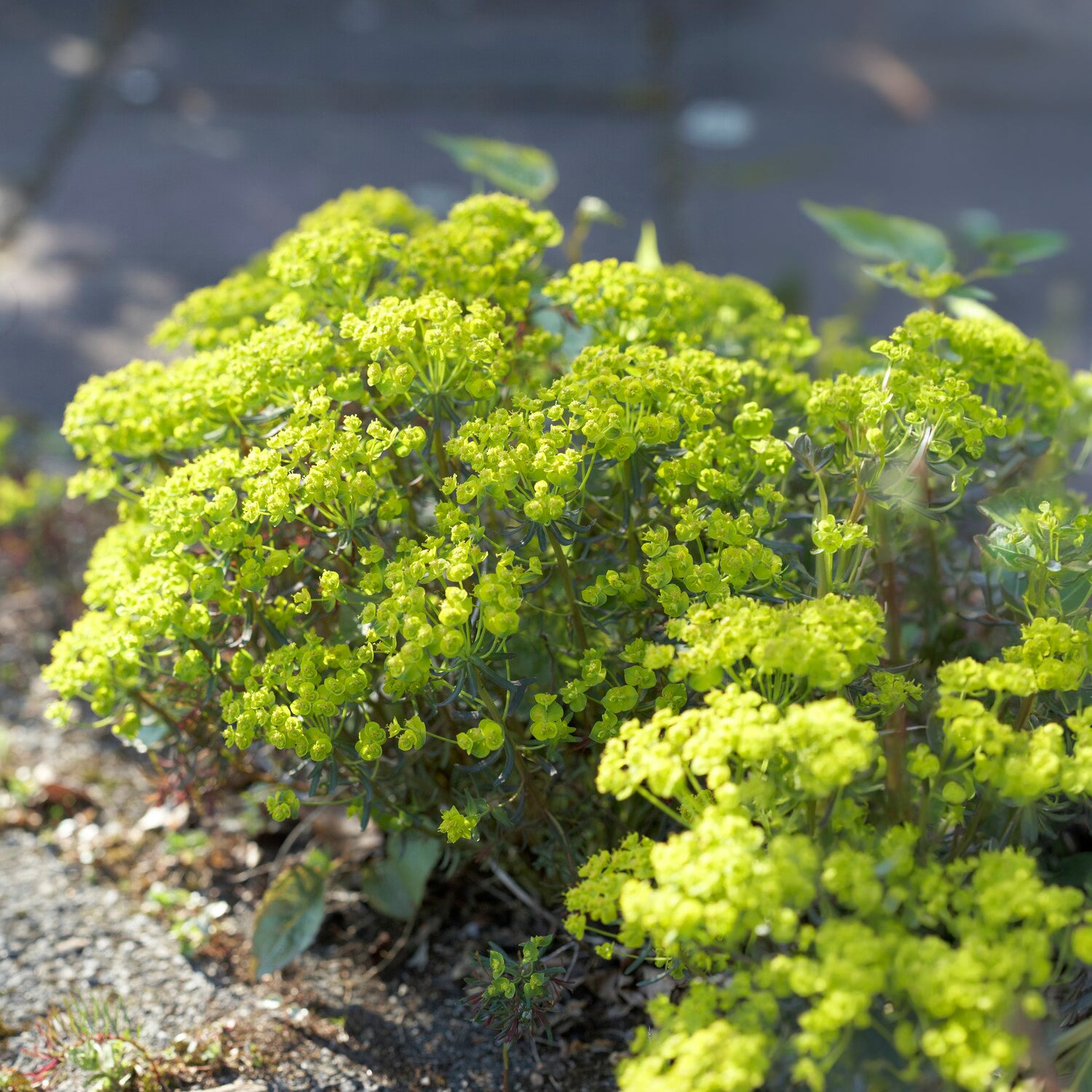 Euphorbia cyparissias clarice howard - Euphorbe petit-cyprès Clarice Howard - Euphorbe