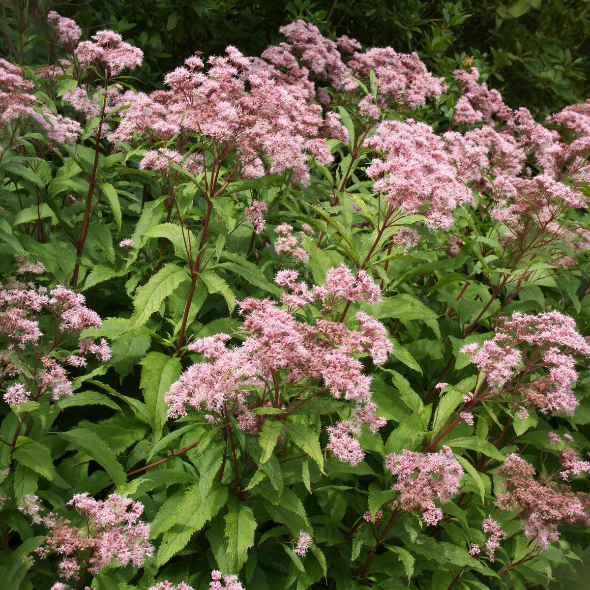 Eupatoire pourpre - Willemse