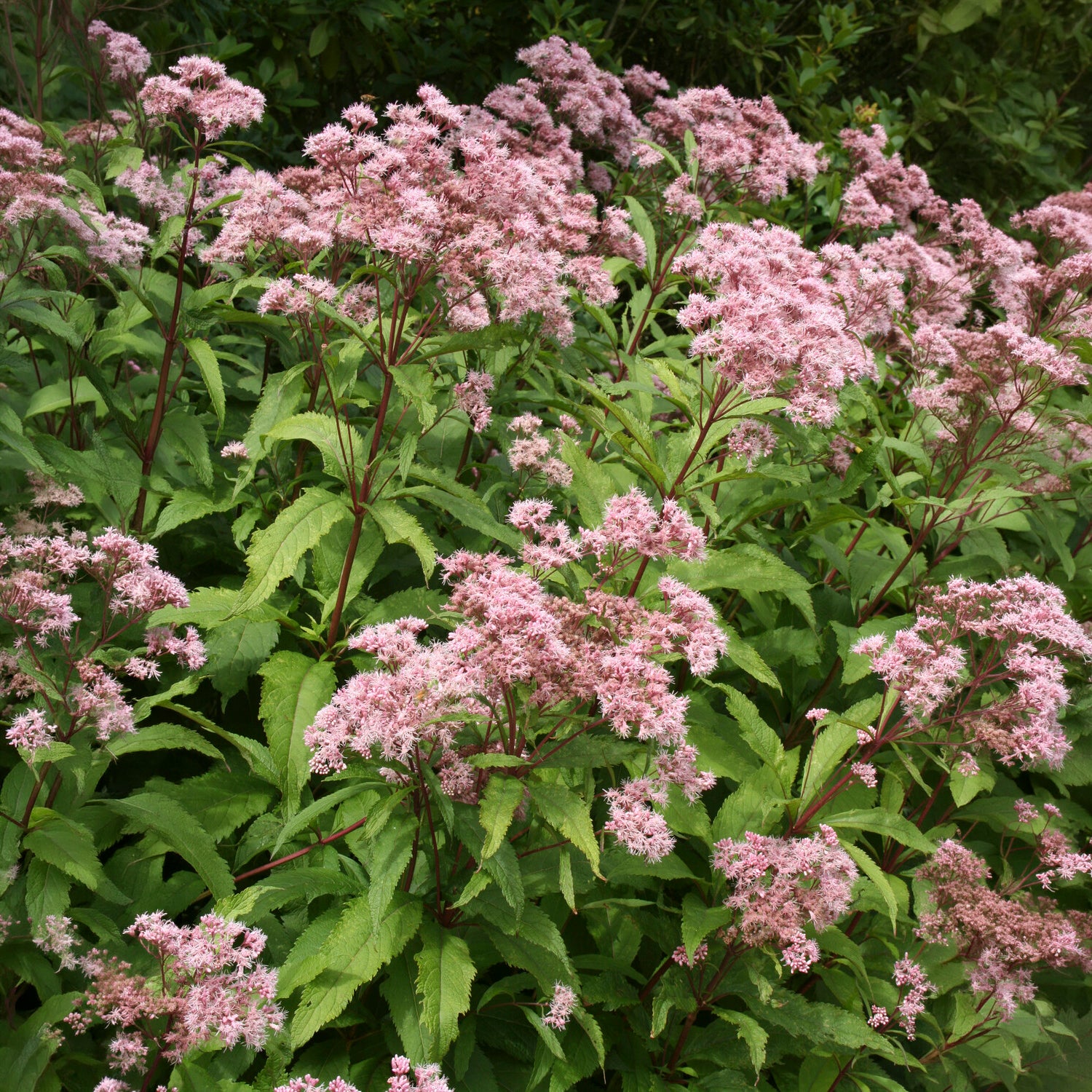 Eupatoire pourpre - Willemse