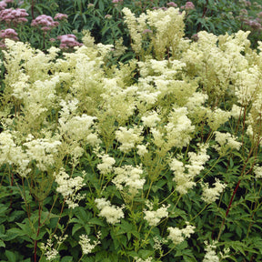 Filipendule - Reine des près Plena - Filipendula ulmaria Plena