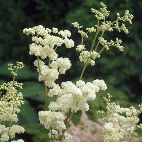 Reine des près Plena - Filipendula ulmaria Plena - Willemse