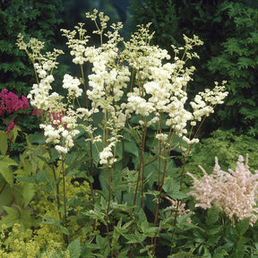 Filipendula ulmaria Plena - Reine des près Plena - Filipendule