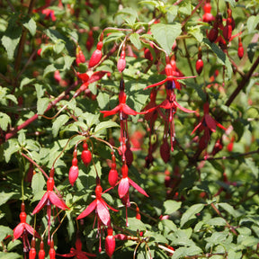 Vente Fuchsia de Magellan Riccartonii