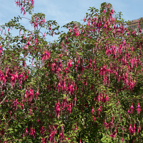 Fuchsia de Magellan Riccartonii - Fuchsia - Willemse
