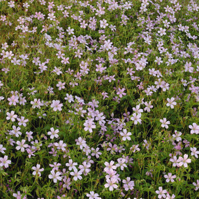 Géraniums vivaces - Géranium vivace d'Endress - Geranium endressii