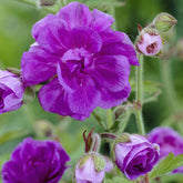 Géranium vivace de l'Himalaya - Willemse