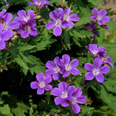 Géranium vivace des bois Mayflower - Willemse