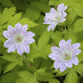 Géranium vivace versicolor - Willemse