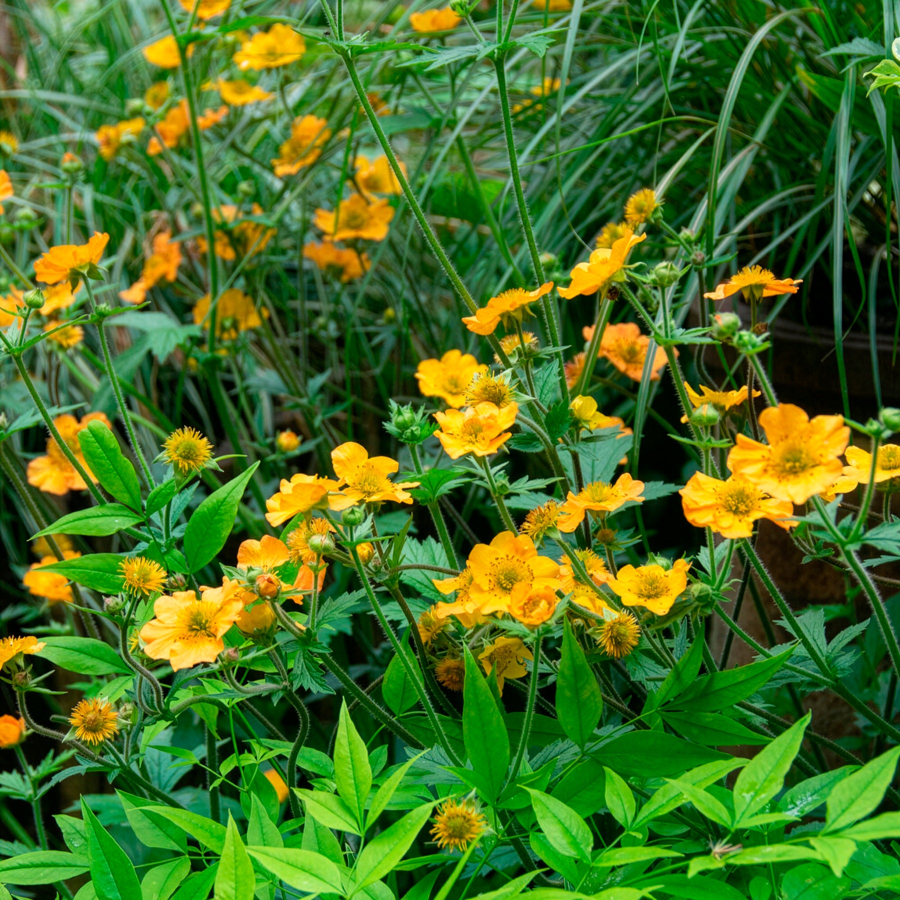Geum chiloense Lady Stratheden - Benoîte Lady Stratheden - Benoîte