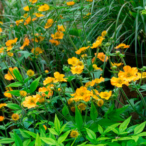 Geum chiloense Lady Stratheden - Benoîte Lady Stratheden - Benoîte