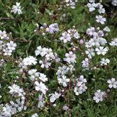 Gypsophile rampant Alba - Willemse