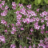 Gypsophile rampant Rosea - Willemse