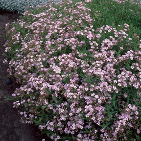 Gypsophila repens Rosea - Gypsophile rampant Rosea - Gypsophile