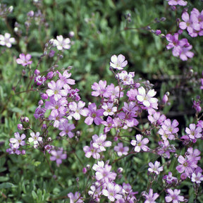 Gypsophile - Gypsophile rampant Rosea - Gypsophila repens Rosea