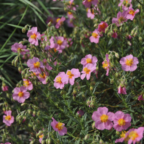 Hélianthème Lawrenson's Pink - Willemse