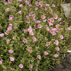 Hélianthèmes - Hélianthème Lawrenson's Pink - Helianthemum Lawrenson's Pink