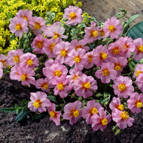 Helianthemum Lawrenson's Pink - Hélianthème Lawrenson's Pink - Hélianthèmes