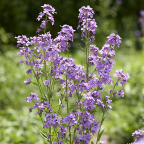 Vente 3 Juliennes des Dames - Hesperis matronalis