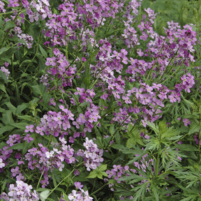 3 Juliennes des Dames - Hesperis matronalis - Willemse