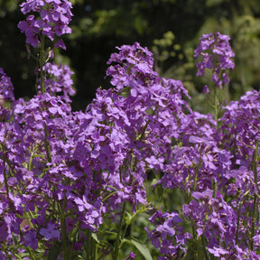 Fleurs vivaces - 3 Juliennes des Dames - Hesperis matronalis