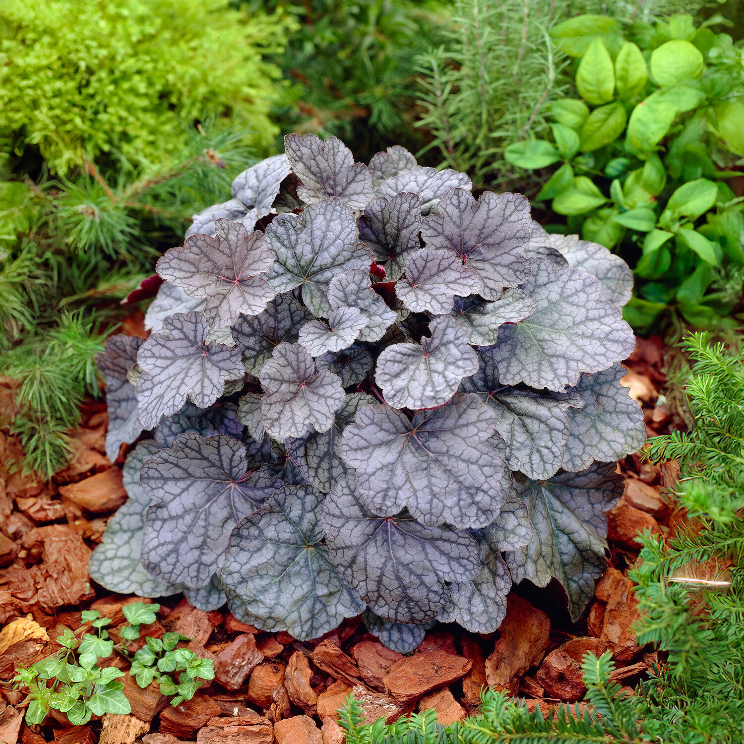 Heuchère Cascade Dawn - Heuchera cascade dawn - Willemse