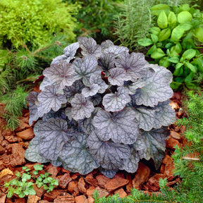 Heuchère Cascade Dawn - Heuchera cascade dawn - Willemse