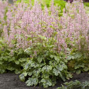 Heucherella tapestry - Heucherella Tapestry - Heuchères