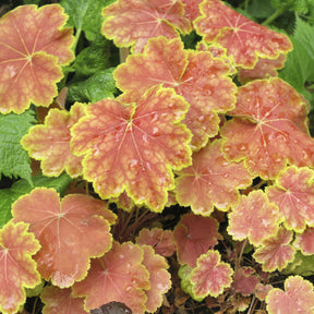 Heuchera Tiramisu - Heuchère Tiramisu - Heuchères