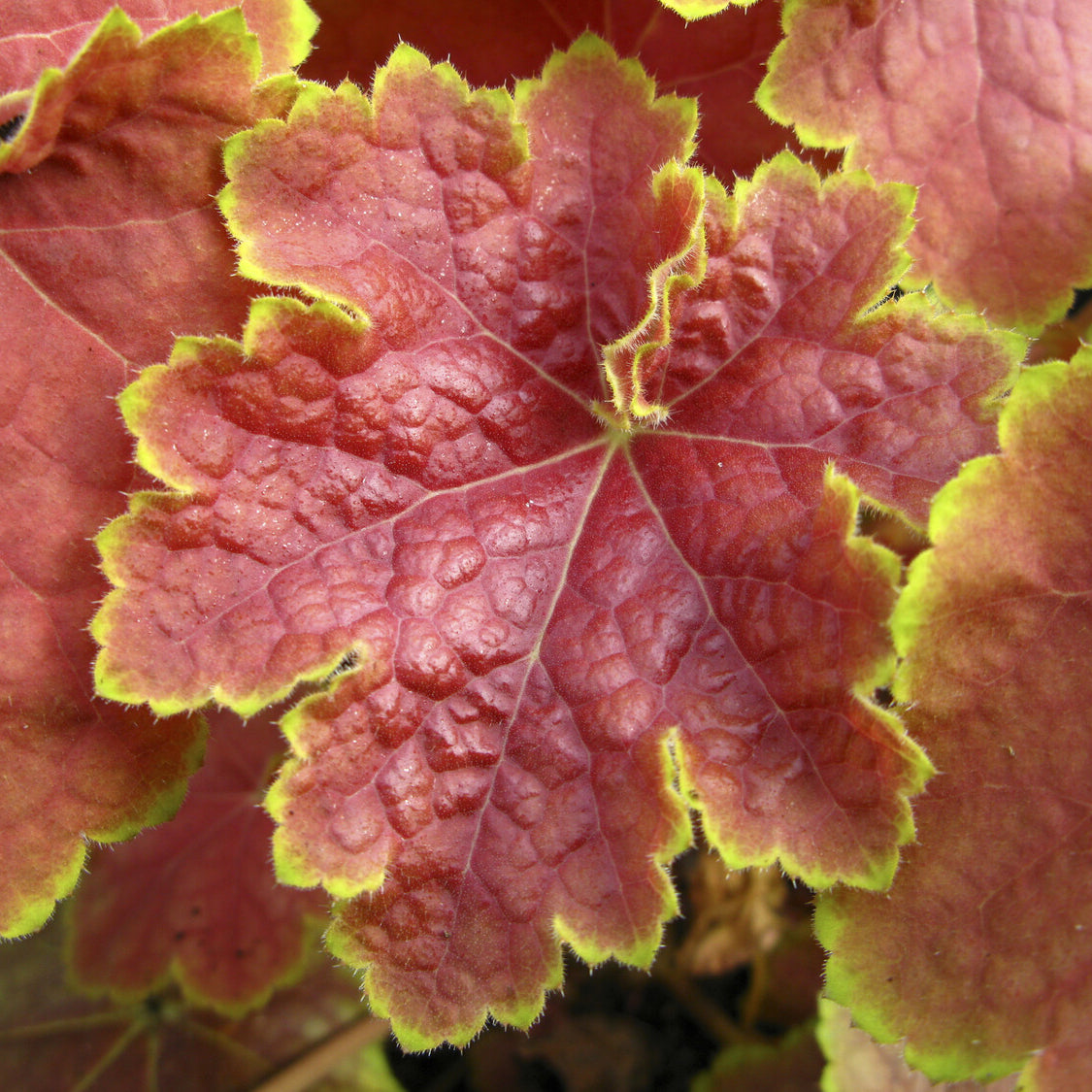 Vente Heuchère Tiramisu - Heuchera Tiramisu